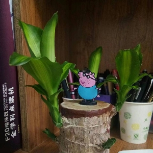 淄博李长青